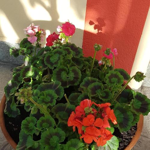 a flower pot with red flowers and green leaves at Hotel Villa Costa in Celle Ligure