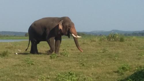 Animales en la casa de huéspedes o alrededores