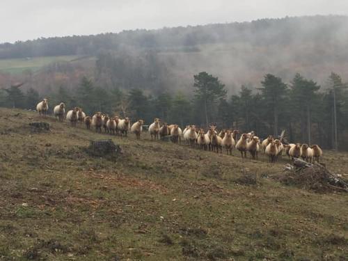 a herd of sheep walking in a field at Camping village SY in Ferrières
