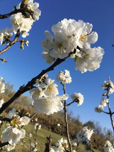 a bunch of white flowers on a tree branch at Le Mas des Cerisiers JACUZZI et SAUNA inclus pour tous les logements in Avignon