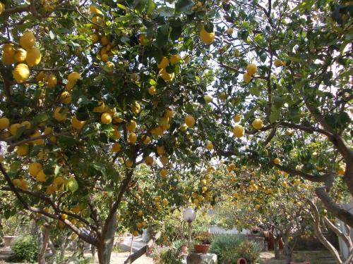 a bunch of oranges hanging from a tree at Residence Limoneto Ischia in Ischia