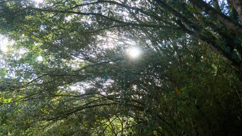 a tree canopy with the sun shining through it at Hospedaje La Naciente in Turrialba