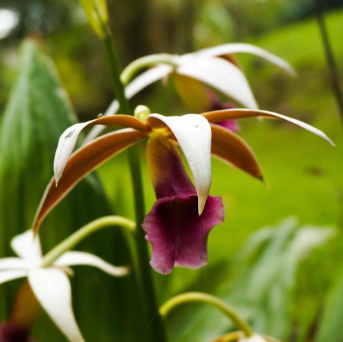 a close up of a white and purple flower at Hospedaje La Naciente in Turrialba