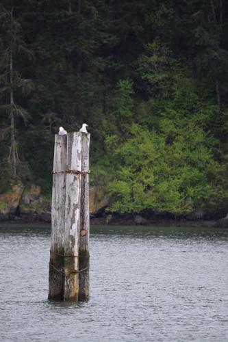 two birds sitting on top of a pole in the water at La Conner Channel Lodge in La Conner