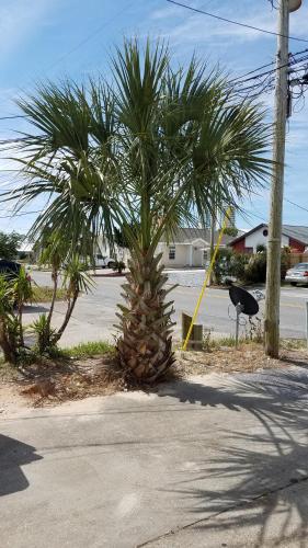 a palm tree on the side of a street at House 3 blocks to the beach in Panama City Beach
