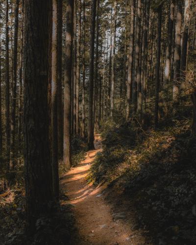 a dirt trail in a forest with trees at Gateway Inn & Cabins in Ashford