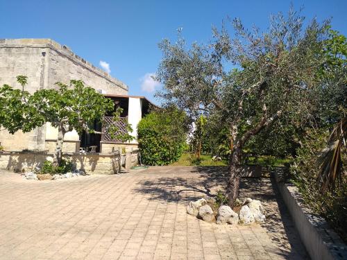 a tree in the middle of a courtyard at B&B Terra Serena in Santa Cesarea Terme