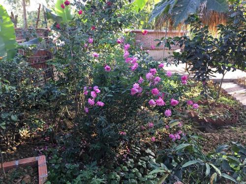 a garden with pink flowers and a tree at Van Long Family Homestay in Ninh Binh