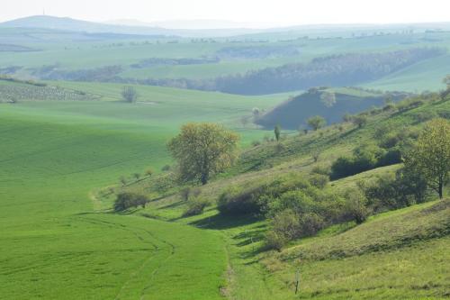 a green hillside with trees in a field at Apartmán-Hovorany in Hovorany