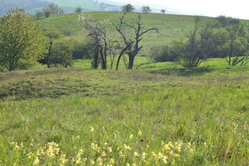 a field of grass with trees in the background at Apartmán-Hovorany in Hovorany