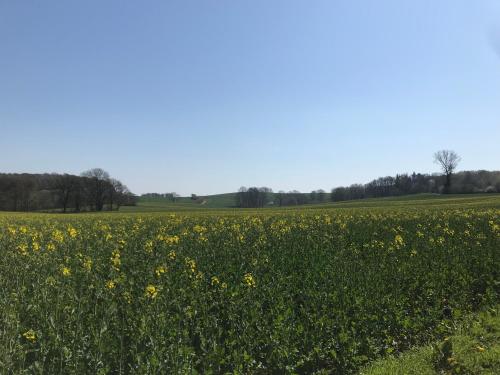 a field of sunflowers on a sunny day at Ferienhaus im Sandkamp in Westensee
