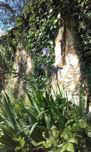 a bunch of plants next to a stone wall at Mas Ferrieres Saint Laurent in Saint-Laurent-le-Minier