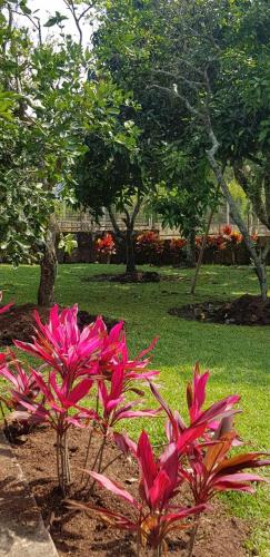 a group of pink flowers in a park at La Toscana in Chinauta