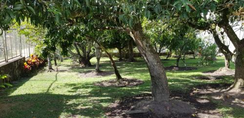 a group of trees in a park with green grass at La Toscana in Chinauta