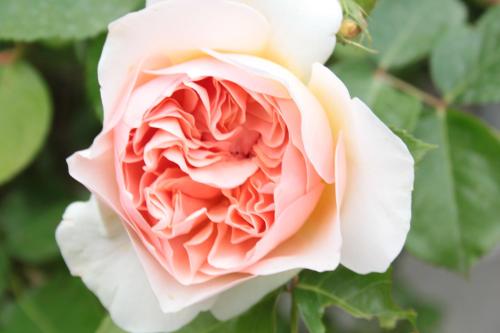 a close up of a pink and white rose at Chiesa Ignano 1778 in Marzabotto