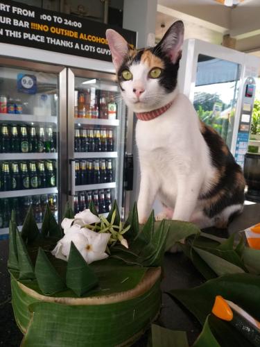 Haiwan peliharaan atau haiwan-haiwan peliharaan yang menginap dengan tetamu di Us Hostel Samui