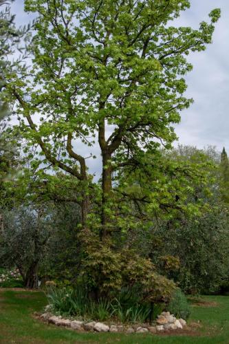a tree in the middle of a yard at El Rincon del Artista in Soiano del Lago