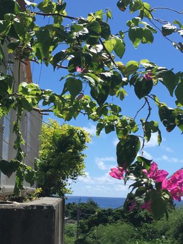 a view of the ocean through a tree at 海之恋 in Arazato