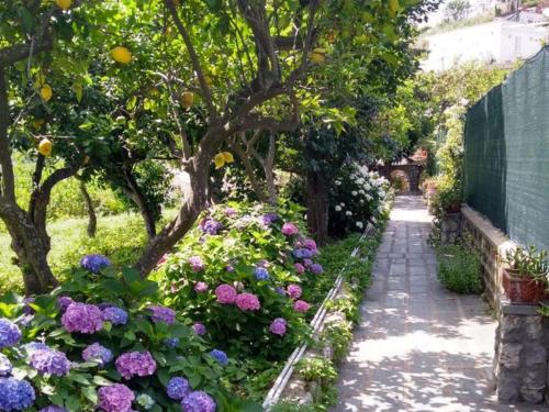 a garden with flowers and trees and a walkway at Casa Paolina - casa vacanze in Capri