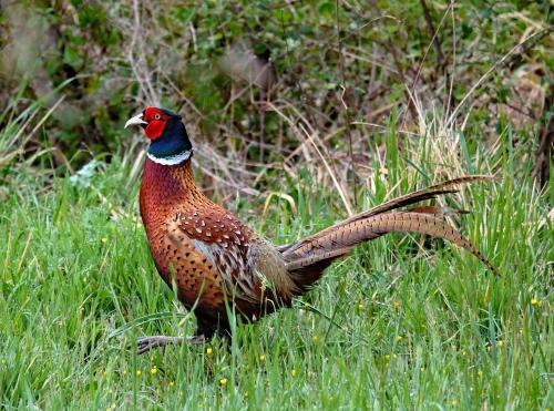 a bird standing in a field of grass at Agriturismo Il Casaletto in Montefranco