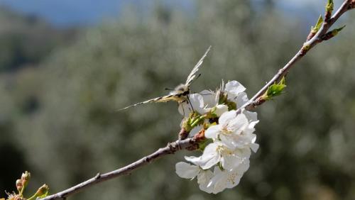 a branch of a tree with white flowers on it at Agriturismo Il Casaletto in Montefranco
