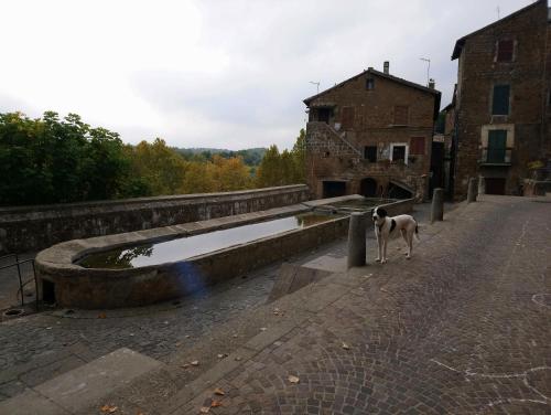 a dog is standing next to a pool of water at Nerone's - Sutri Bed & Dinner in Sutri