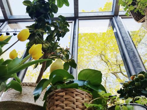 a window with a bunch of potted plants at Hotel Au Nom De Dieu in Dilsen-Stokkem