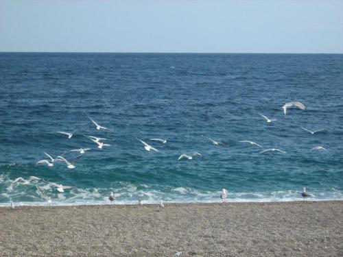 a flock of birds flying over the ocean at TERRAZZO SICILIANO in Riposto