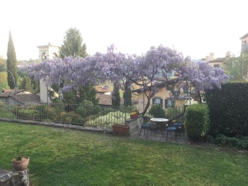 a purple tree in a yard with a fence at B&B Entro Le Mura in Bergamo