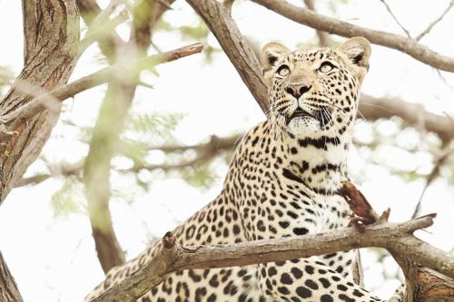 a leopard is sitting in a tree at Vuyani River Lodge in Hoedspruit