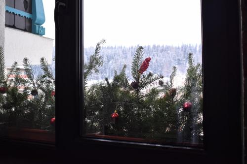 a window with a bunch of christmas trees at Vila Seva in Vatra Dornei