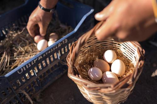 a person is holding a basket of eggs at Sperveri Boutique Hotel in Rhodes Town