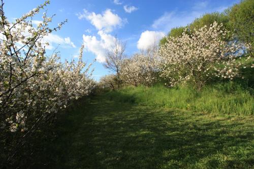 a field with trees with white flowers on it at Chambre d'hotes de Jacobiel in Verlhac-Tescou