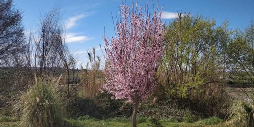 Zahrada ubytování La mimosa