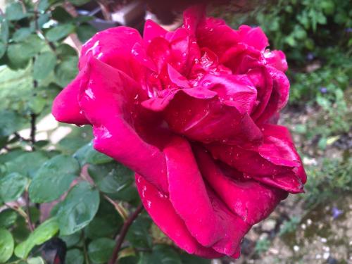 a pink rose with rain on it at Cabañas De Madera Y Bungalows - Gilmañas 3 in La Iruela