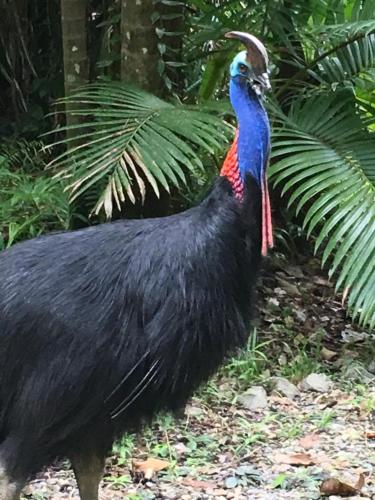 a large black bird with a blue and red head at Earthship Daintree in Cow Bay