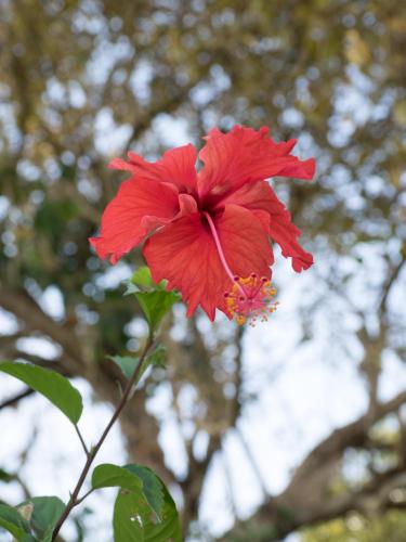 a red flower in front of some trees at Paradiselodge Jungleguesthouse in Platanillo