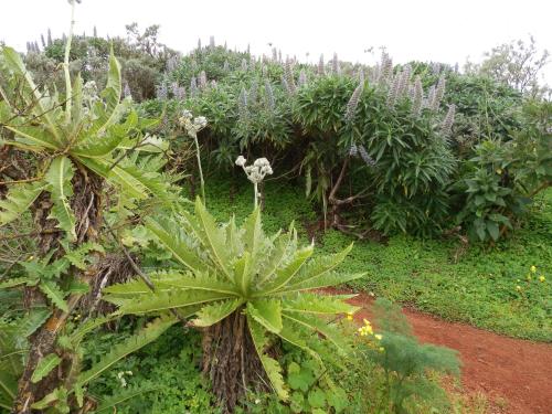 a group of plants in a field with plants at Villa Deluxe Suites Maspalomas in Maspalomas