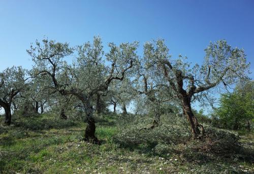 a group of olive trees on a grassy hill at Agriturismo Il Casaletto in Montefranco