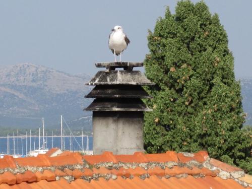 a white bird sitting on top of a roof at Apartments Branimir in Murter
