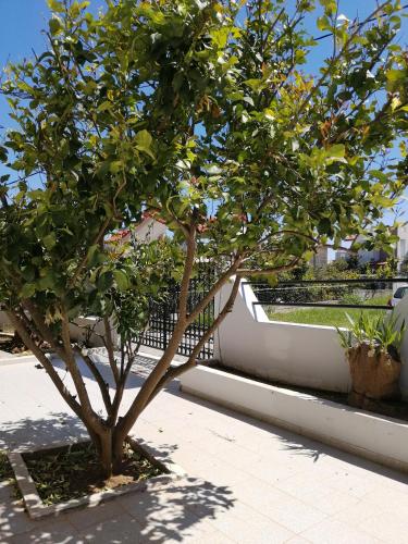 a tree on a sidewalk next to a fence at Paulsia Apartments in Psinthos