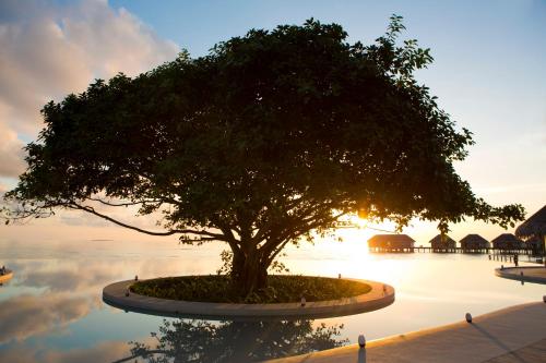 a tree sitting in the middle of a pool at Dusit Thani Maldives - 50 percent discount on transfers for stays until 20 Dec 2025 in Baa Atoll
