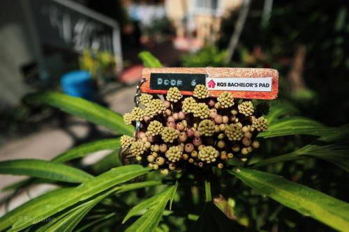 a close up of a plant with a sign on it at RQS Hostel in Tacloban