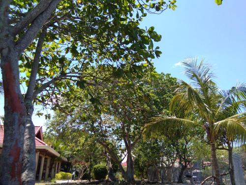 a row of palm trees in front of a house at Ancelle Cristo Re in Moalboal
