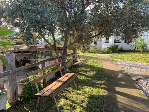two benches sitting under a tree next to a sidewalk at Tentadore in La Caletta