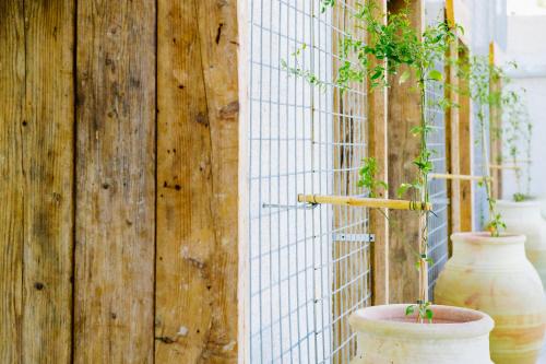 two vases with plants in them next to a fence at Ciatu Miu in Noto