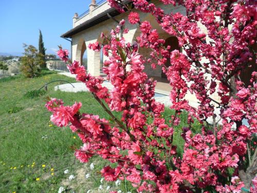 Κήπος έξω από το Agriturismo alla Solagna
