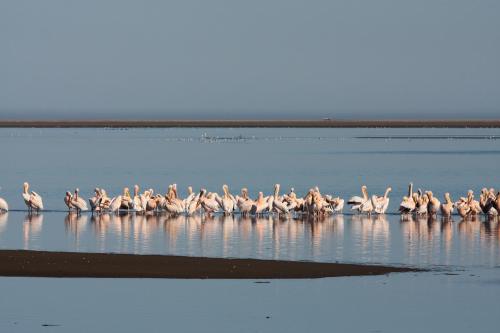 a group of flamingos standing in the water at Lagoon Lodge in Walvis Bay