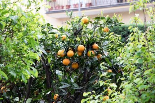 Κήπος έξω από το L' albero di giada