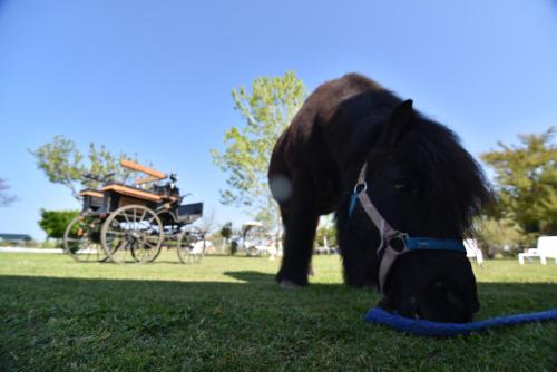 a black horse is grazing in the grass at Villa Isabella in Marina di Grosseto